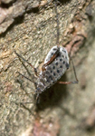 Giant Bark Aphid 7571